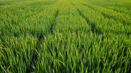 Rice field, green rice, texture photo
