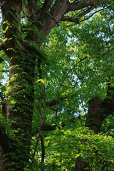 The leaves of a vibrant ivy growing on a large camphor tree