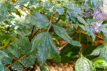 雨上がりの緑の葉に輝く水滴のクローズアップ