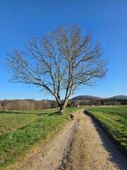 Baum