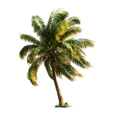 Lush Tropical Coconut Palm Tree Vibrant Nature Photography on transparent Background