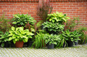 Group of green potted host against the brick wall