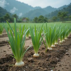 Fototapeta premium Shallot garden