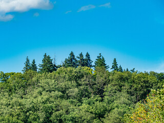 Baumwipfel auf der bewaldeten Spitze eines Bergs