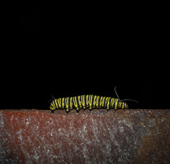 Monarch Butterfly Caterpillar (Danaus erippus) Crawling at Night on Rusted Surface

