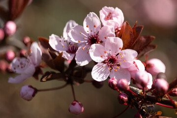 rosa Blüten an einem Baum mit roten Blättern