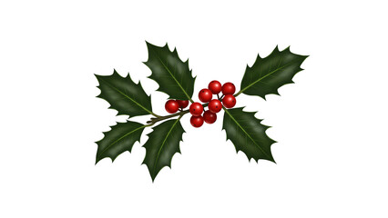 Close-up of holly leaves with red berries on a white background. PNG transparent.
