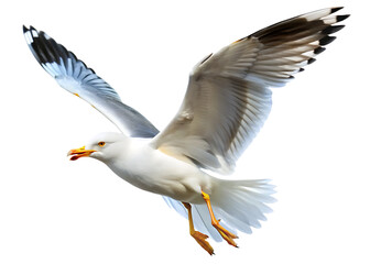 Fototapeta premium seagull flying isolated on white background , PNG