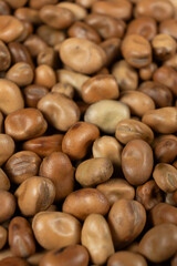 Whole dried raw uncooked vicia faba beans macro