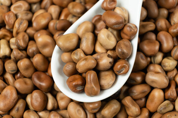 Dried vicia faba beans in a spoon close-up
