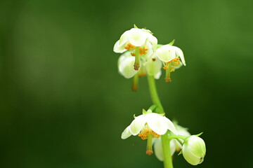 初夏の白い花　イチヤクソウ
