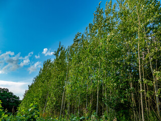 Fototapeta premium Wiederaufforstung im Mischwald im Sommer