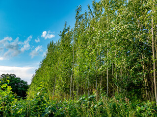 Wiederaufforstung im Mischwald im Sommer