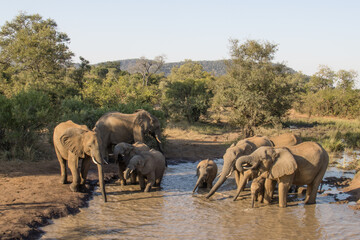 Elephant drinking at water source in the north of the Kruger National Park