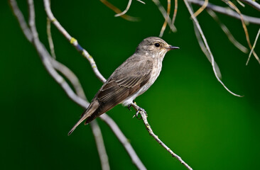Spotted flycatcher // Grauschnäpper (Muscicapa striata)