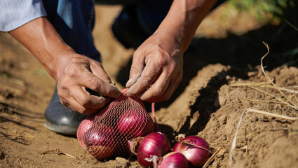 Hands of a farmer carefully tying a mesh bag filled with freshly harvested red onions in a field, showcasing agricultural practices and the essence of ingathering