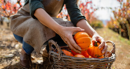 Woman in apron gathers fresh pumpkins from a wicker basket in a vibrant pumpkin patch, showcasing the beauty of autumn harvest and seasonal bounty