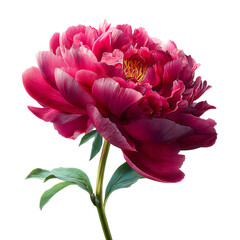 Stunning Crimson Peony Bloom CloseUp Botanical Photography white background against transparent Background