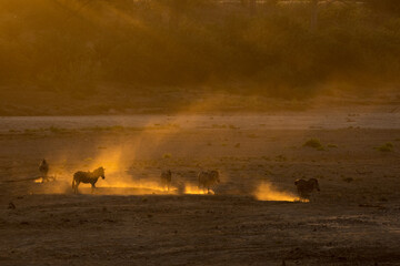 Zebra kicking up sand creating golden cloud in the evening sun on the Shingwedzi River bed, Kruger...