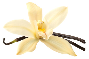 vanilla flower isolated on white background PNG, ai generated