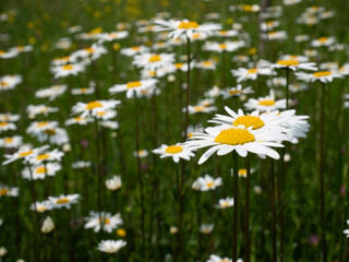 flowers of the meadow
