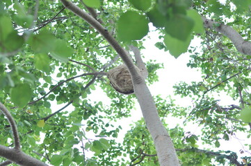 bird on tree