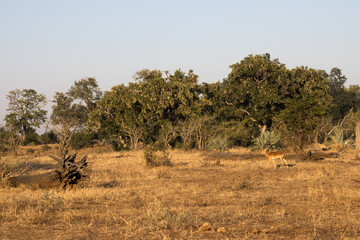 Lone Impala in the early morning light in the bushveld of South Africa