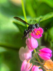 fly on flower