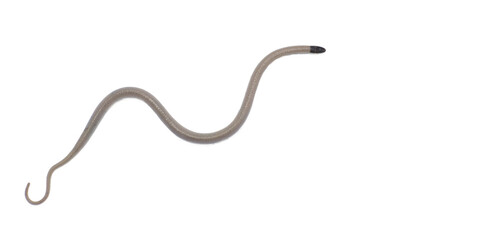 Central Florida Crowned Snake - Tantilla relicta neilli - a small slender snake that is tan or light brown with a black head, chin, and back of neck. A light spot occurs on each side of the lower neck