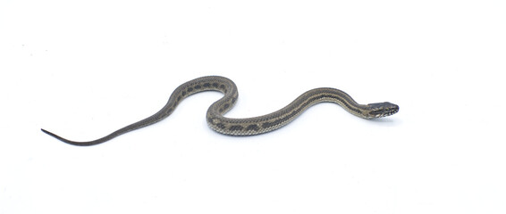 Gulf salt marsh snake - Nerodia clarkii - is a species of semi-aquatic, nonvenomous, colubrid snake found in the southeastern United States. Isolated on white background with copy space