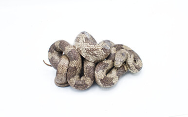 Eastern or gray ratsnake - Pantherophis spiloides or alleghaniensis is a nonvenomous constrictor snake native to North America. It's one of the longest snakes in the continent. Isolated on white