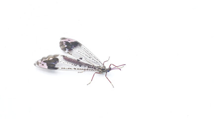 pleasing picture winged antlion ant lion, scientifically known as Glenurus gratus, is a type of antlion found in North America. Isolated on white background with copy space