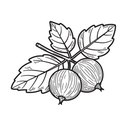 Black and white vintage art silhouette illustration of gooseberries and leaves on a white background