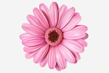 Pink flower head blooming, showing beauty, freshness and elegance