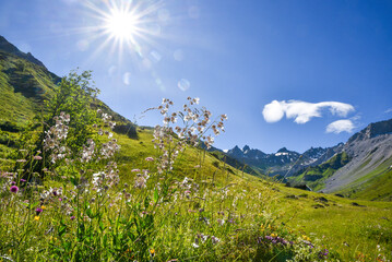 blooming bladder campion, green Gafiertal valley, bright sunshine. landscape switzerland