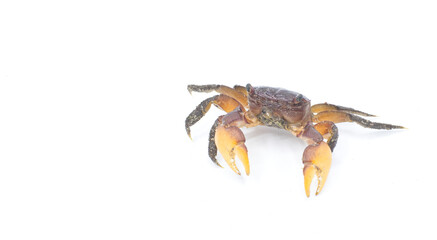 purple marsh crab - Sesarma reticulatum - is a crab species native to the salt and brackish water...