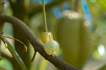 Bud durian flowers on the branch in the garden with blurred background in Thailand.