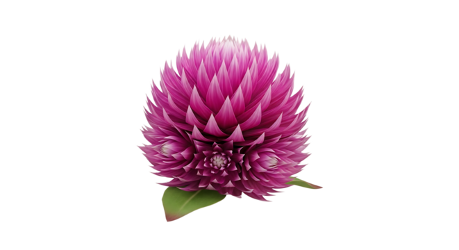 A vibrant and detailed close-up of a blooming globe amaranth flower on white background