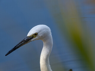 コサギのポートレート