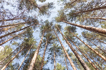 An upward view of towering pine trees against a clear blue sky, creating a scenic outdoor image.