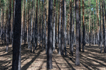 Tall pine trees create a mesmerizing interplay of light and shadows within a tranquil forest.