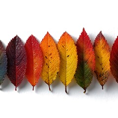 Autumn Leaves Color Gradient Row