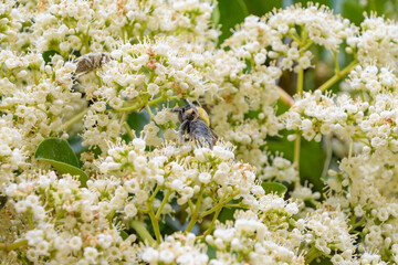 小さな白い花に訪花するマルハナバチのクローズアップ