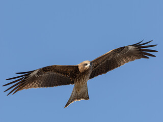 Obraz premium 羽ばたく鳶