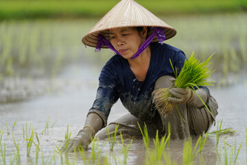 Woman in traditional conical hat is planting rice seedlings in flooded field, showcasing agricultural practices and dedication to rice farming in lush green environment