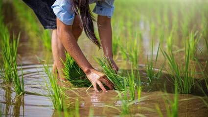 Individual harvesting rice in a flooded field, hands submerged in water, surrounded by vibrant green rice plants, showcasing traditional agricultural practices and connection to nature