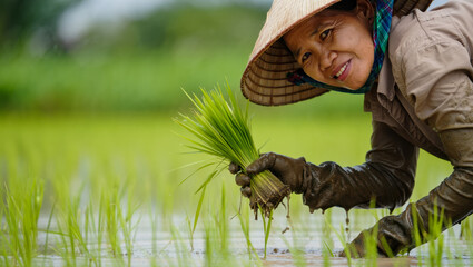 Woman in traditional hat harvesting rice seedlings in lush green paddy field, showcasing agricultural practices and dedication to rice cultivation in vibrant rural landscape