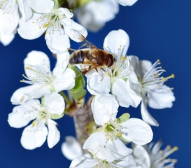 Feeding Dronefly on a white plum flower