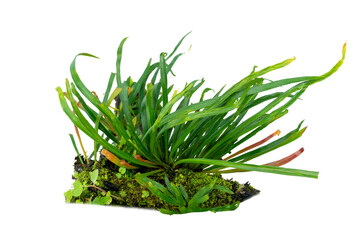 Isolated Fern Plant with Root. Transparent PNG for Botanical Design