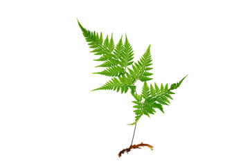 Isolated Fern Plant with Root. Transparent PNG for Botanical Design